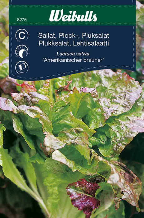 Plukksalat - 'Amerikanischer Brauner'